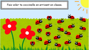 Capture présences Coccinelles