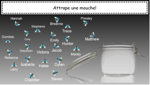 Capture présences mouches