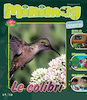 Colibri