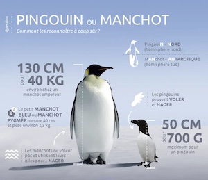 Pingouin manchot